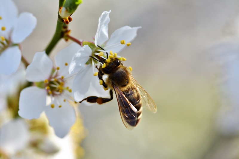 jardinerie-GRIMAUD-min_bee-4092986